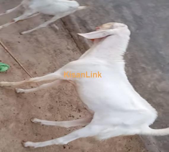 Goat For Sale