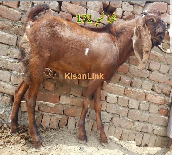 Goat For Sale
