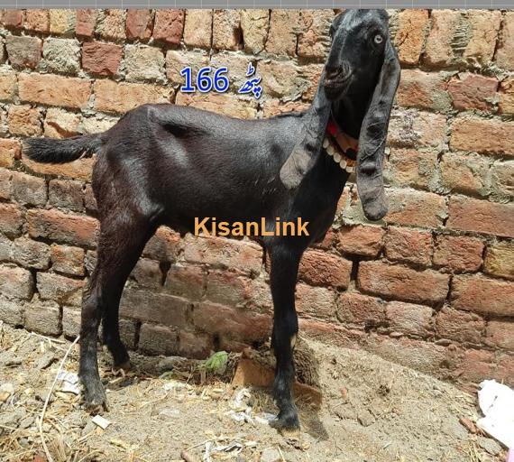 Goat For Sale