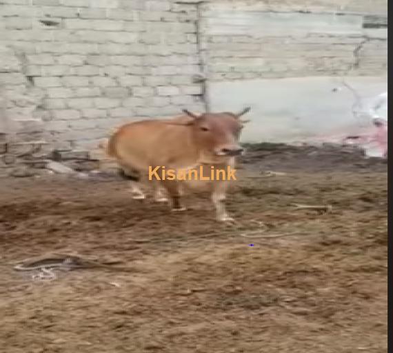Cow For Sale