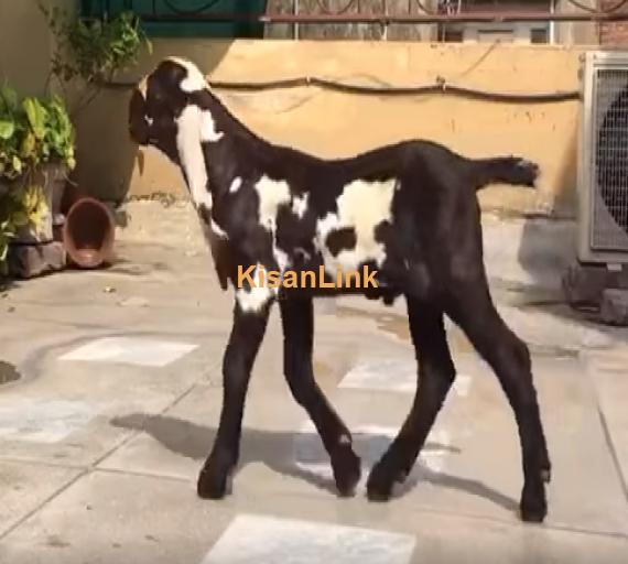Goat For Sale