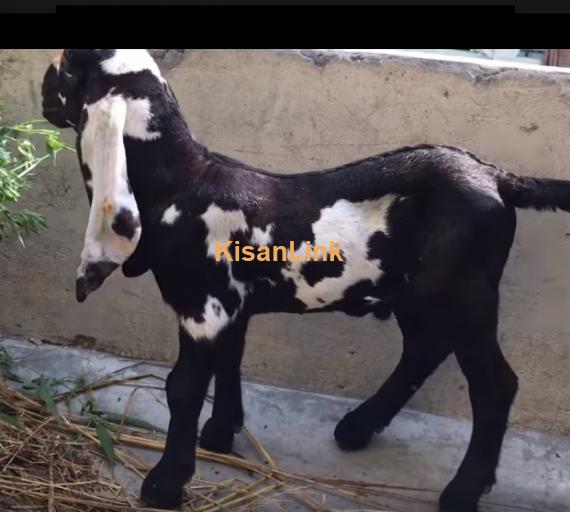 Goat For Sale