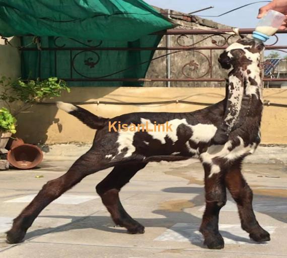 Goat For Sale
