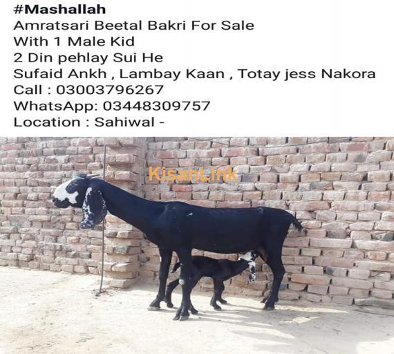 Goat For Sale