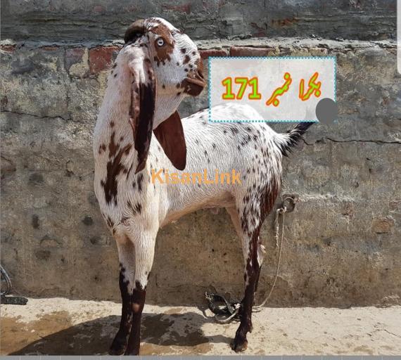 Goat For Sale