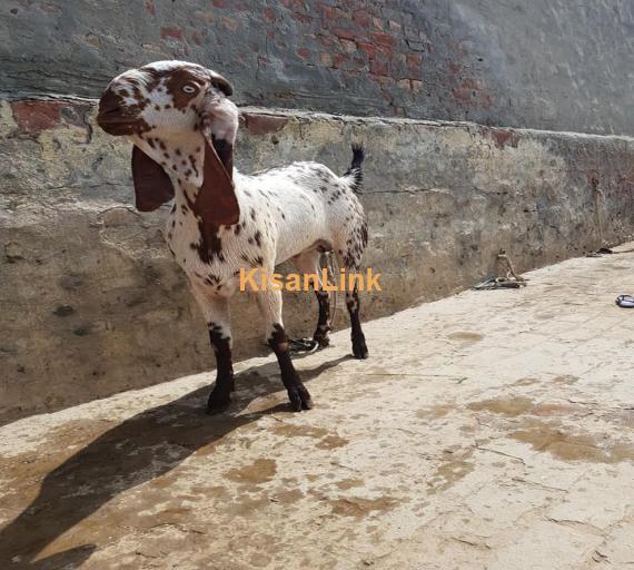 Goat For Sale