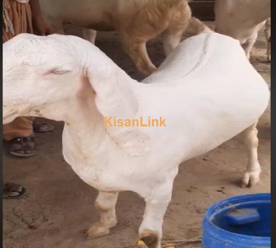 Goat For Sale