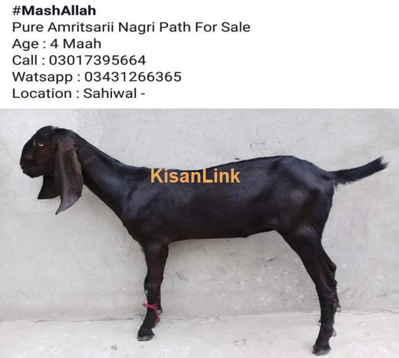 Goat For Sale