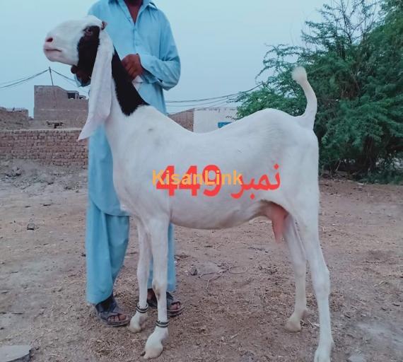 Goat For Sale