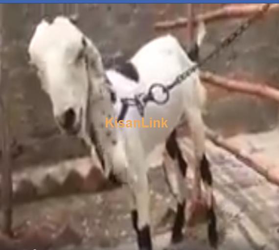 Goat For Sale