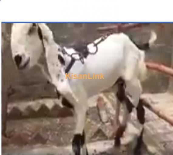 Goat For Sale