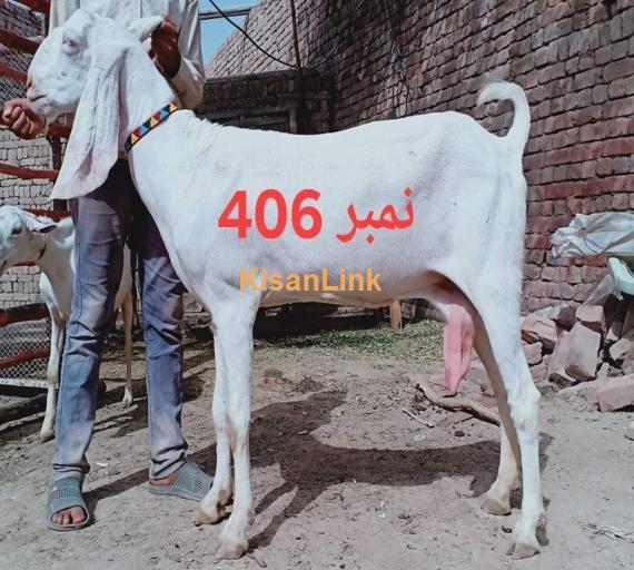 Goat For Sale