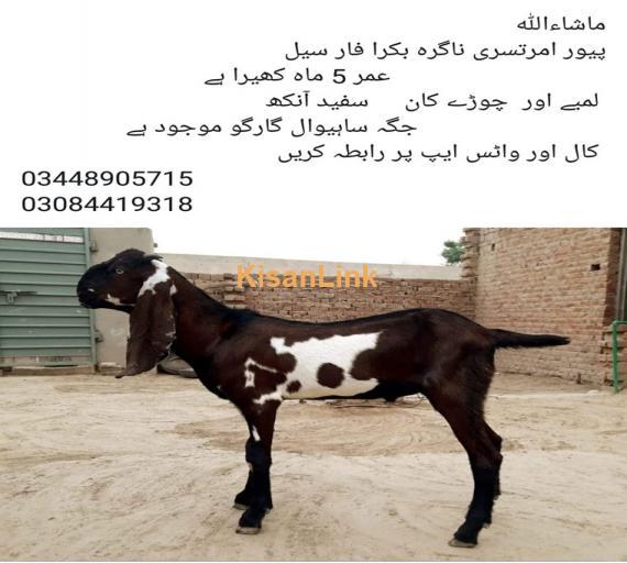 Goat For Sale