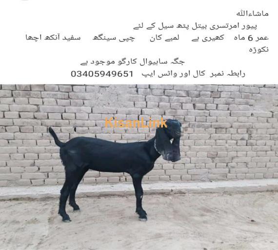 Goat For Sale