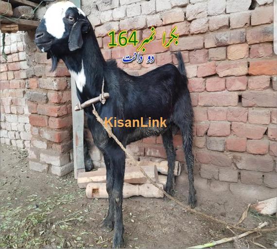 Goat For Sale