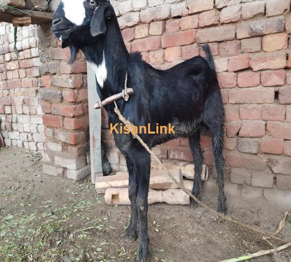 Goat For Sale