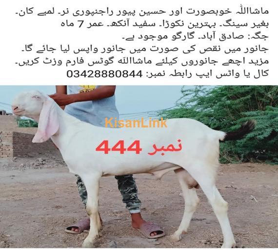 Goat For Sale