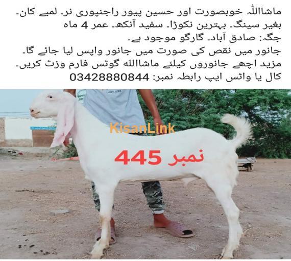 Goat For Sale