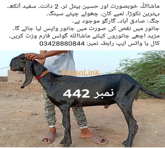 Goat For Sale