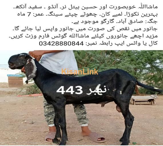 Goat For Sale