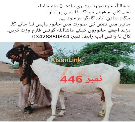 Goat For Sale