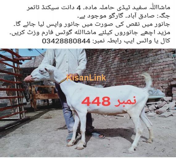 Goat For Sale