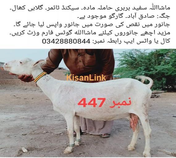 Goat For Sale