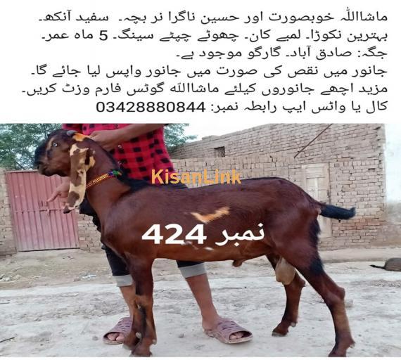 Goat For Sale