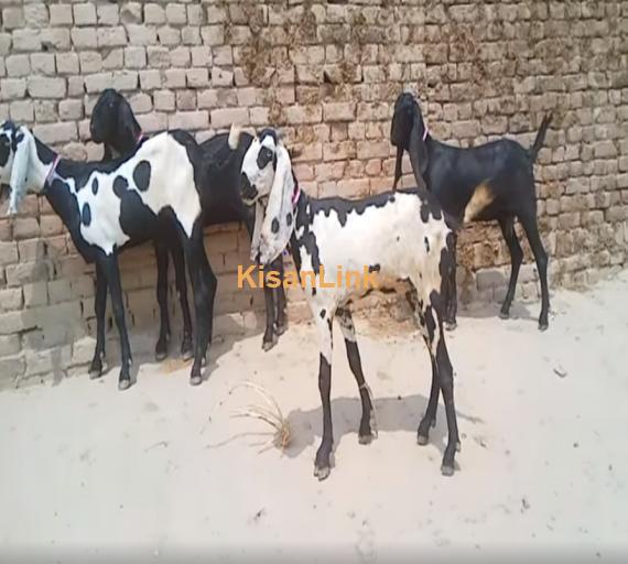 Goat For Sale