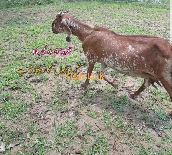 Goat For Sale
