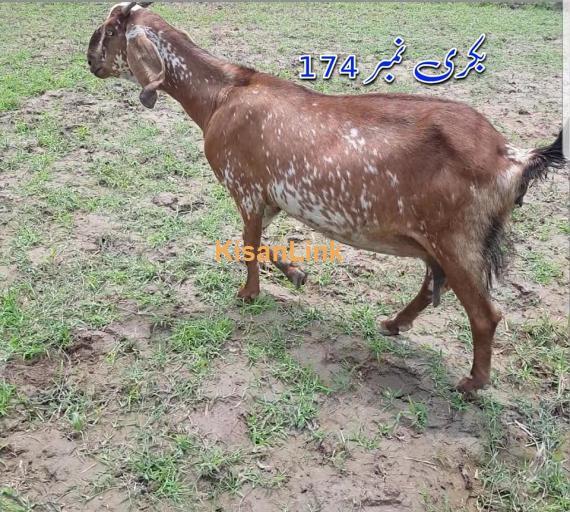Goat For Sale