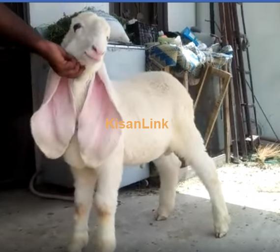 Sheep For Sale