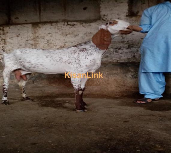Goat For Sale