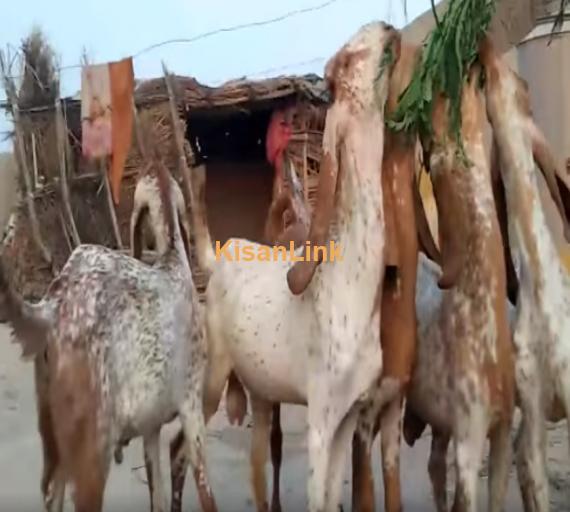 Goat For Sale