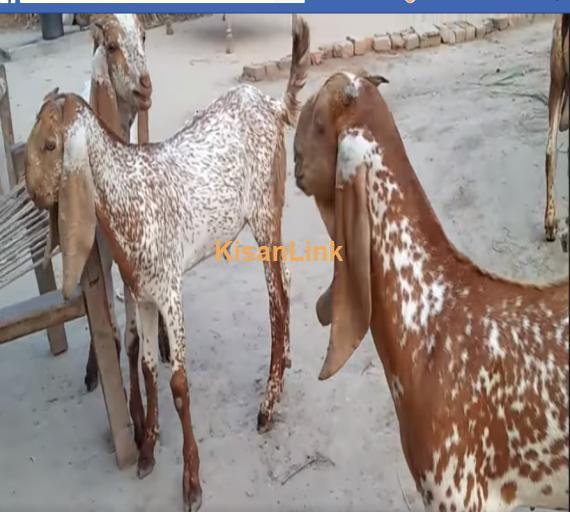 Goat For Sale