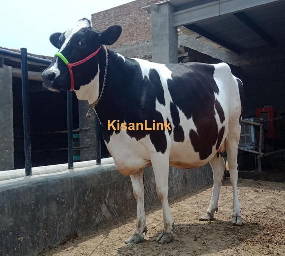 Cow For Sale