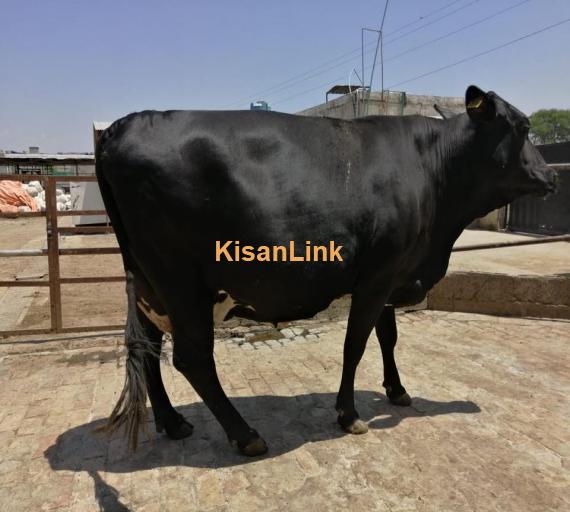 Cow For Sale