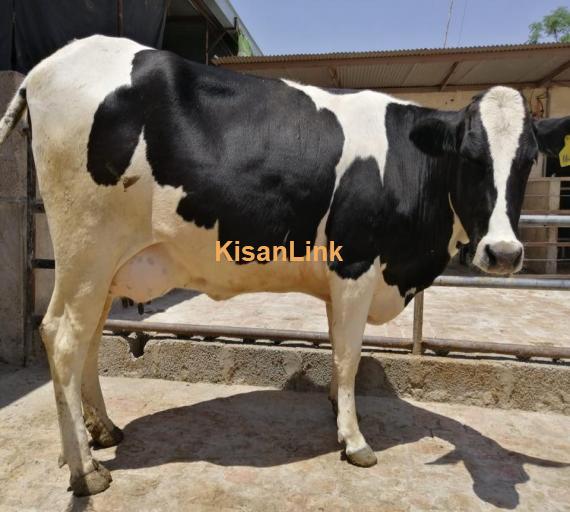 Cow For Sale