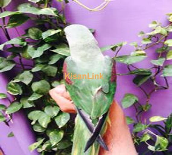 Parrot For Sale
