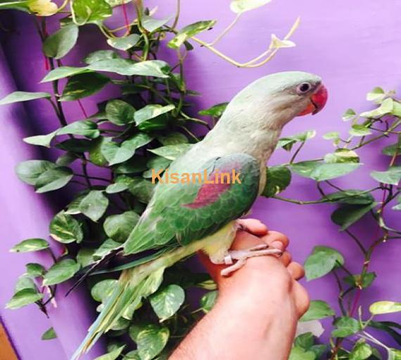 Parrot For Sale
