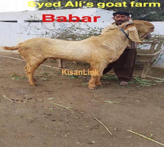Goat For Sale