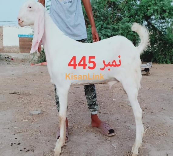 Goat For Sale
