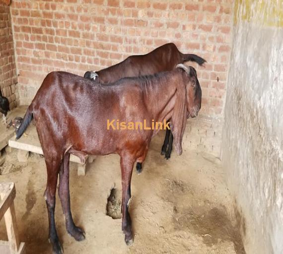 Goat For Sale