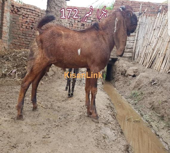 Goat For Sale