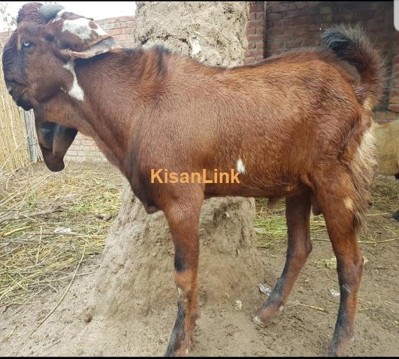Goat For Sale