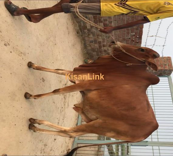 Wachay For Sale