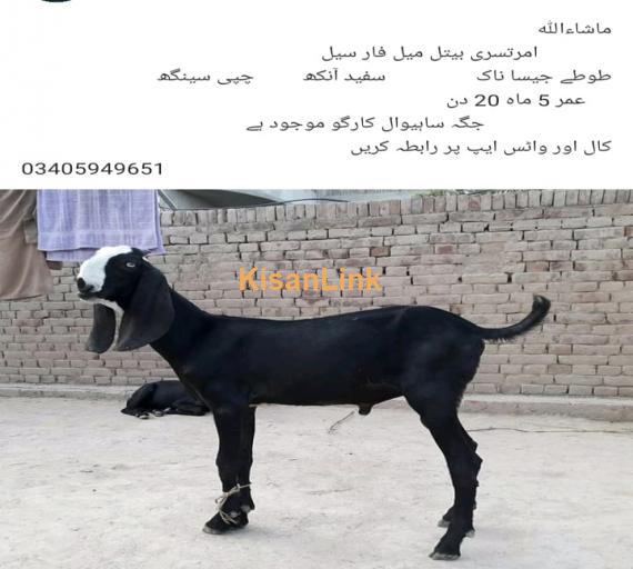 Goat For Sale