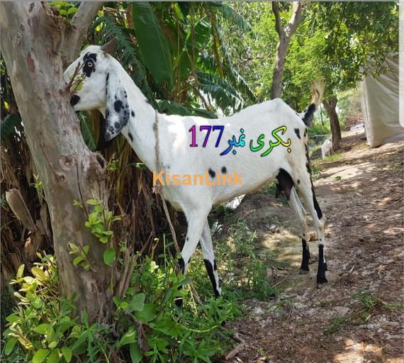 Goat For Sale