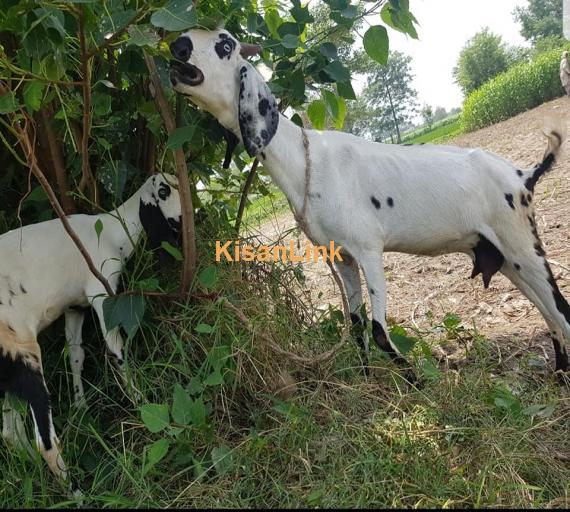 Goat For Sale