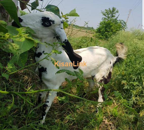 Goat For Sale